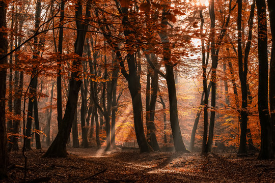 The most beautiful autumn forest in the Netherlands with mystical and mysterious views and atmospheric sunrises in the early misty mornings.