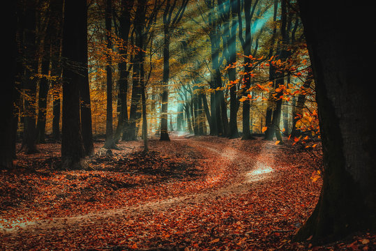 The most beautiful autumn forest in the Netherlands with mystical and mysterious views and atmospheric sunrises in the early misty mornings.