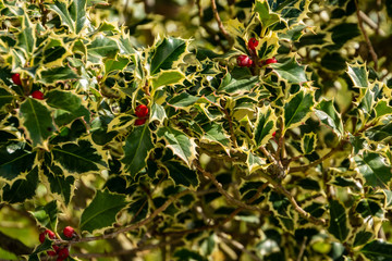 Christmas holly Ilex aquifolium Argentea Marginata growing in a park. Graceful fringed leaves with...