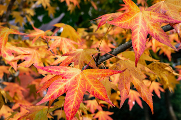 Autumn red, yellow, gold and green leaves Liquidambar styraciflua, Amber tree. A close-up of leaf in focus against a background of blurry leaves. Nature concept for design