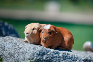 Two Guinea pigs for a walk in the park