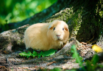 Cute Guinea pig playing in the park