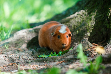Cute Guinea pig playing in the park