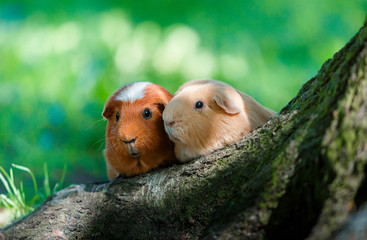 Two Guinea pigs for a walk in the park