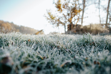 Gefrorene Grashalme auf einer Wiese im November in Froschperspektive fotografiert