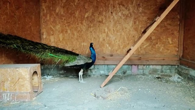 Ostrich farm in Ukraine, big birds in the fence, ostriches walk on a big farm, funny plans for funny birds, animal life in limited conditions, business on birds, farm activities