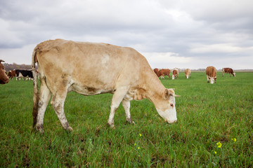 Cows eating grass on the field