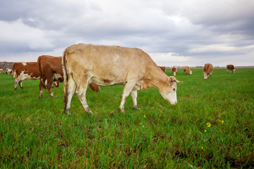 Cows eating grass on the field