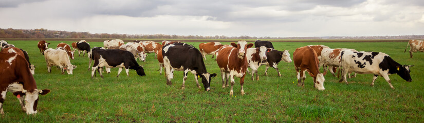 Naklejka na ściany i meble Cows grazing in the meadow panorama