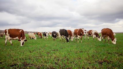 Fototapeta na wymiar Cows graze in the meadow