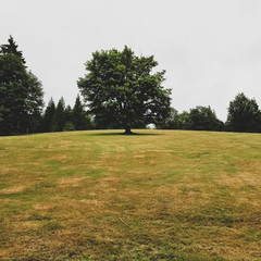 Fototapeta premium Tree in a field