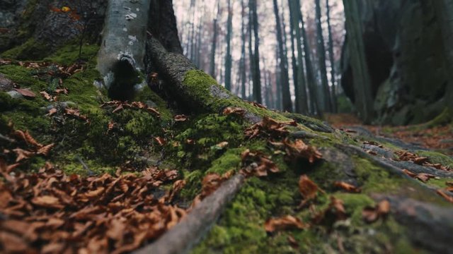 �amera moves up the beautiful view of the trees on the background of the sky mountain forest autumn nature beautiful foliage landscape outdoor park environment leaf branches slow motion