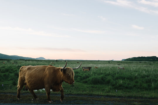 A bull in a field