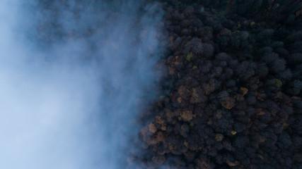 Fog and forest aerial landscape photo. Foggy forest. 