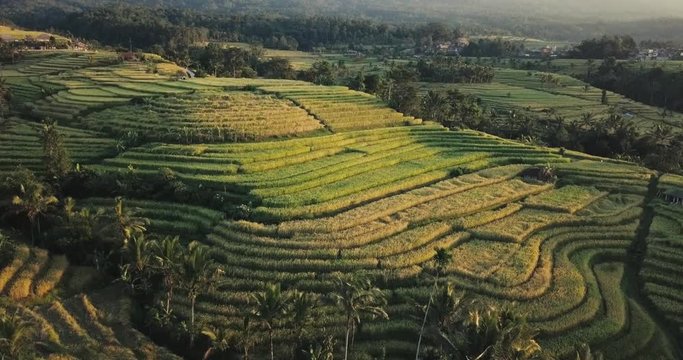 Edited drone footage over Jatiluwih Unesco rice terraces in Bali, Indonesia