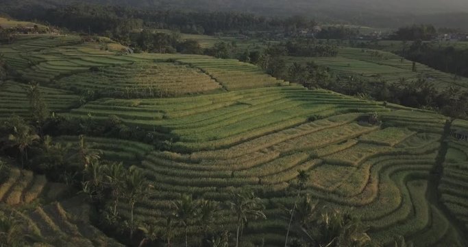 Unedited drone footage over Jatiluwih Unesco rice terrace at sunrise in Bali, Indonesia