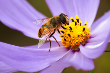 Hoverfly,flower fly or syrphid fly. Hoverfly on a beautiful flower of the cosmos.