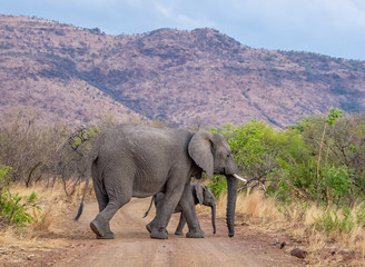 African Elephant Mother And Calf