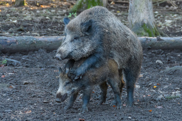 Wildschweinpaarung