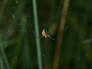 Spider in web