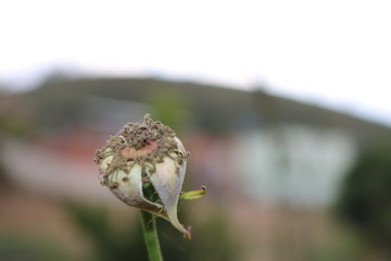 Photos