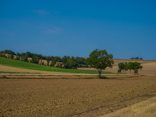 Fototapeta na wymiar Landscape agriculture fields