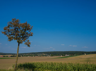 Fototapeta premium Landscape agriculture fields