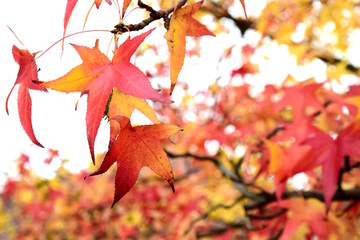 Amberbaum, bunte Herbstblätter