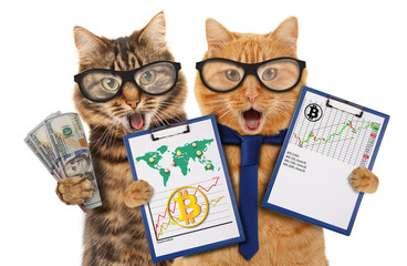 Funny cats with financial charts. Successful Trader. Stock Market Graph Diagram. 