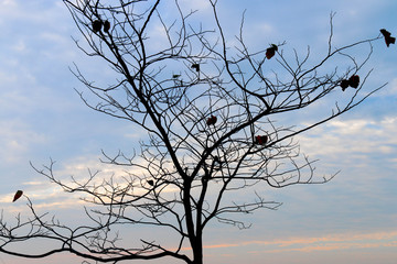 Bare winter tree overlooking Oxnard, California