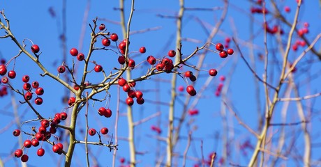 Rote Winterbeeren an kahlen Ästen