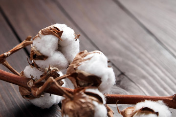 Branch of white cotton flowers on brown wooden background. Closeup