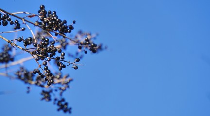 Vorlage, Hintergrund schwarze Winterbeere