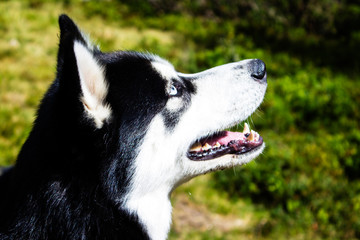  close-up of a young husky