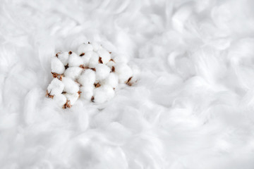 Heap of white cotton flowers. Soft background