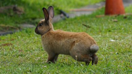 Alert brown rabbit