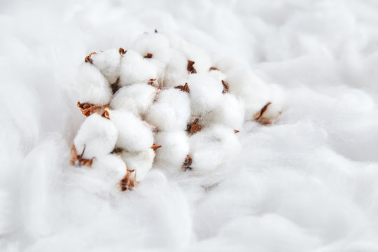 Heap of white delicate cotton flowers