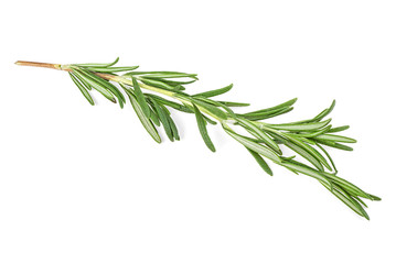 Fototapeta premium Twig of fresh rosemary on white background