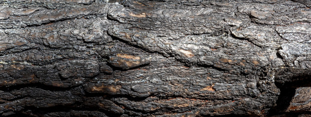 fragment of burnt pine trunk, banner,