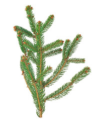 Fir tree branch isolated on a white background