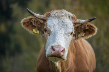 Kühe mit Hörnern auf der Weide 