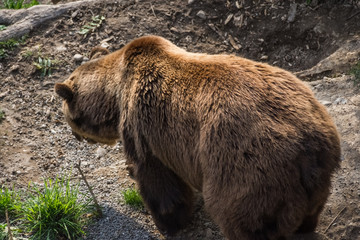 Beautiful brown bear in the bear pit of Bern, Switzerland