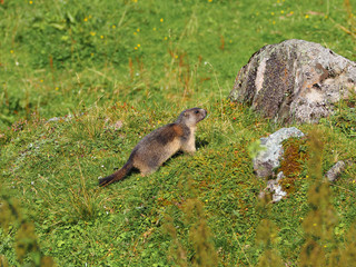 Groundhog on meadow