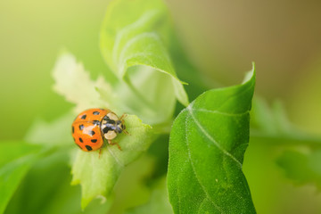 Macro photo of Ladybug on the green leaf. Close up ladybug on leaf. Spring nature scene