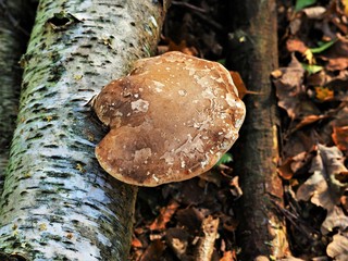 Bracket fungus growing on a fallen silver birch tree trunk