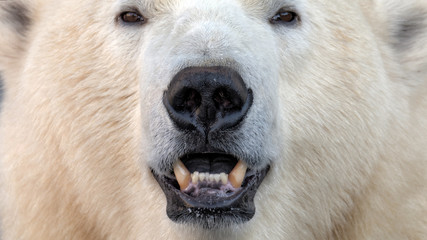 Obraz na płótnie Canvas Polar Bear face