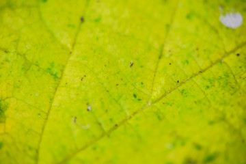 green leaf macro shot abstract bright on the background streaks autumn blurred bokeh