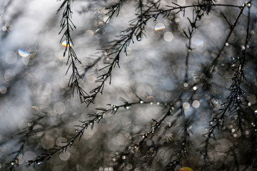 abstract reflections from raindrops in wet branches of bushes