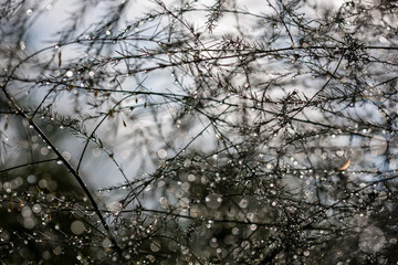 abstract reflections from raindrops in wet branches of bushes