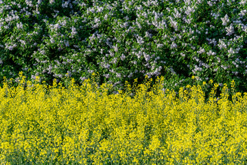 Obraz premium bright yellow fields of rapeseed
